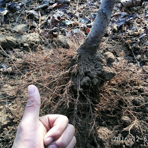 出圃标准：严格把关