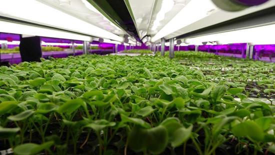 淮安蔬菜合作社的秘密