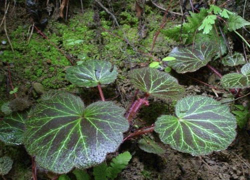 虎耳草养殖秘籍：假山种植指南，轻松打造绿色景观！
