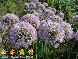 相似花卉种子的温馨故事