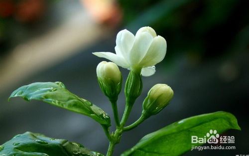 茉莉花凋谢后如何精细修剪才能促进二次开花