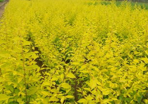 苗木价格：像天上的星星， 亮晶晶