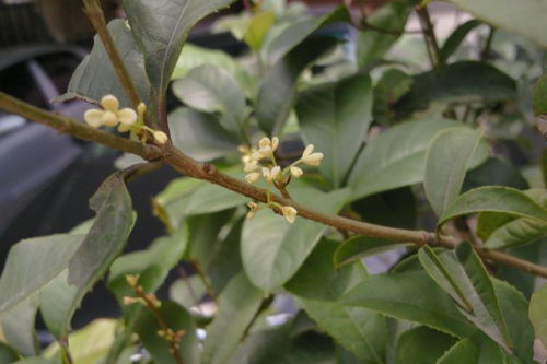 桂花养护的注意事项