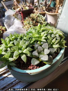 玉露叶子发芽了怎么种植才能让它茁壮成长