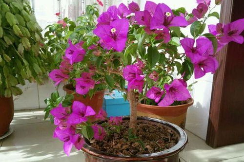 第二种：牡丹花