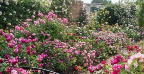 玫瑰：爱情的象征