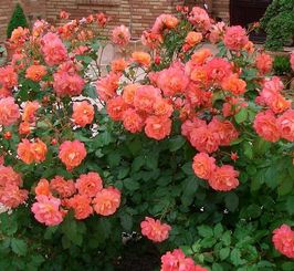 果汁阳台月季， 美丽绽放