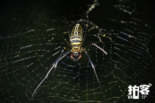 络新妇蛛：林间隐秘的艺术家