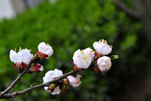 杏树：春日爆款花卉，杏花盛宴，植物界的网红！