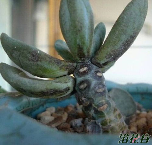 多肉植物黑斑病严重时需要拔除病叶并治疗吗