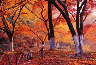 如何保护枫树平安过冬