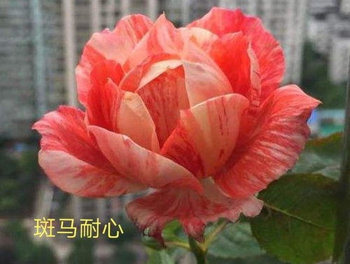 慈善月季：一幅画中的艺术魅力