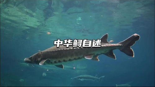 中华鲟，国家级保护动物