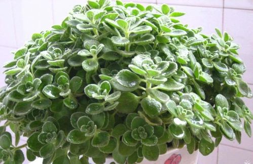 蚊净香草与除虫菊