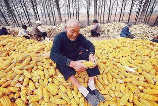 种地种什么赚钱比较稳？试试新品种“黑金刚”红薯