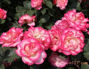 新手种植月季：心得分享