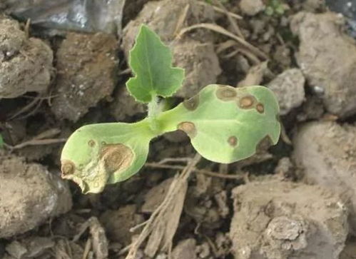 蔬菜炭疽病的防治， 试试这款专用杀菌剂