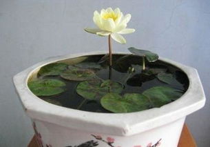 阳光是个大问题