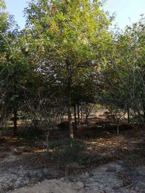 娜塔栎种植基地报价