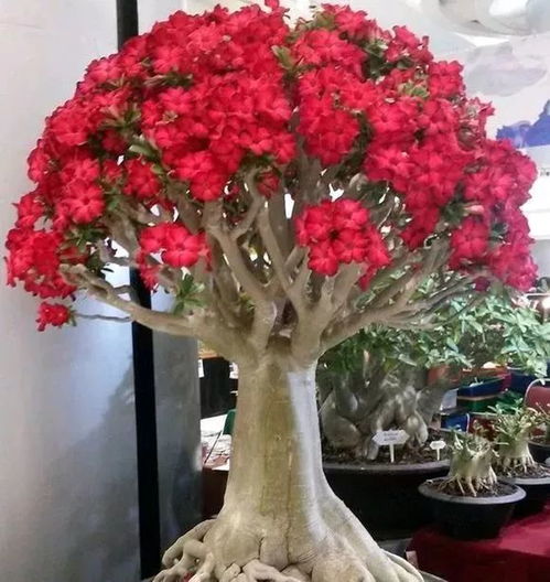 沙漠玫瑰冬季浇水养护全攻略