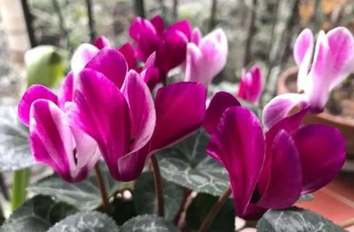 火鹤花语揭秘+养护攻略，养花小白必看！