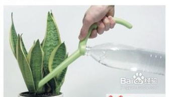 吊篮花怎么浇水？浇水量过多或过少都不好