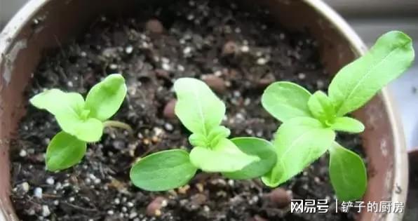 小葱出花了？是时候施肥了吗