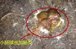 珍珠鸡种苗易感染球虫病，需加强防控