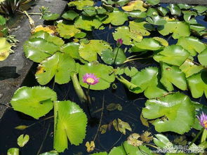 马鞍藤与落地生根：强大的生命力
