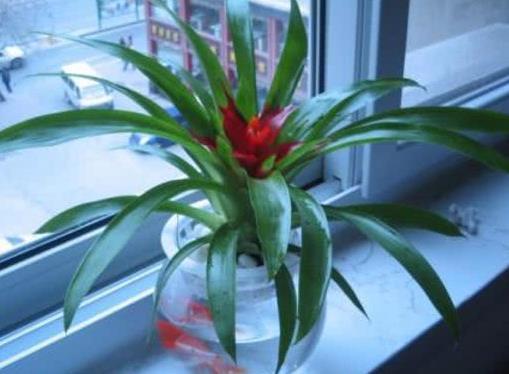家庭室内水培风信子种植指南，简单易行！
