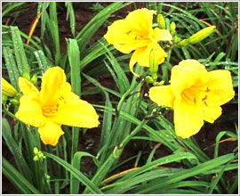 大花萱草的种植密度