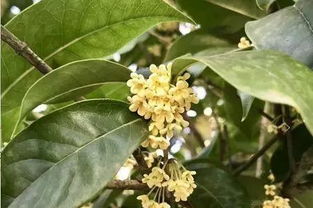 移栽前的准备， 桂花的“搬家指南”