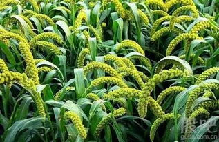 与当归种植实践对比有何差异？