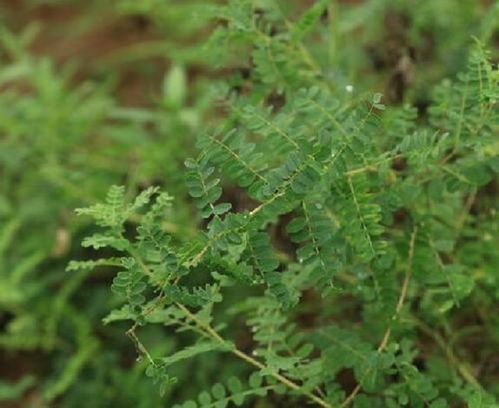 哪些野草可依平安搬回家？专家告诉你