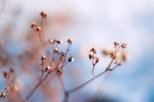 美丽耐寒的花儿，你选哪一个？