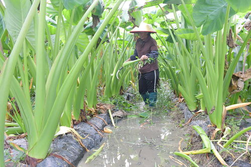 芋头种植除草剂的选用指南