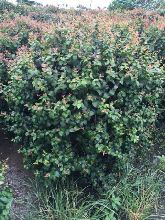 先说说 咱们得弄明白什么是胸径