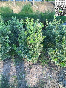 金边黄杨苗，价格几何那个？