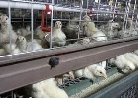 肉鸡对气温突变敏感，需精准调控舍内温度
