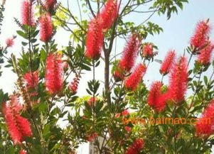 家居适合农家院的花卉选择