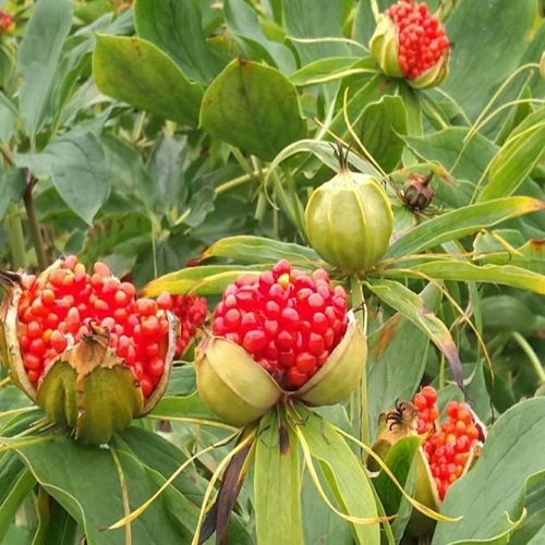 七叶一枝花，喜阴湿