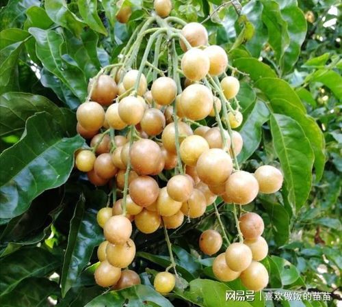 黄皮裂果问题解析