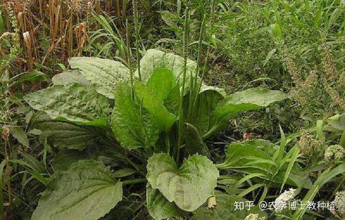 车前草种植的关键因素