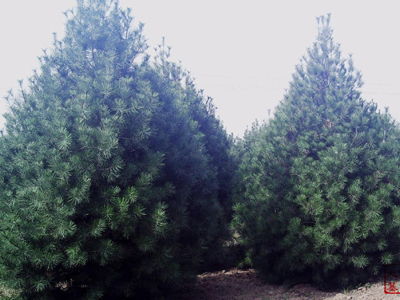 防治方法大揭秘