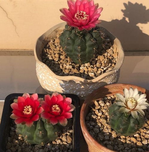 玉树， 大气又养眼