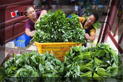 绵阳废品回收， 绿色行动先行