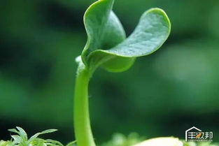 植物生长调节剂， 以天然提取的芸苔素质量Zui好