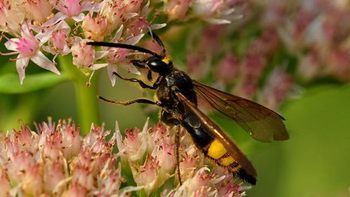 打死马蜂后马蜂会报复