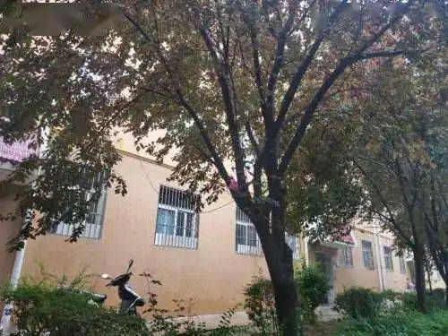 房子后面种雪松的疑虑