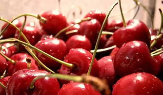 樱桃种子水催芽的奥秘